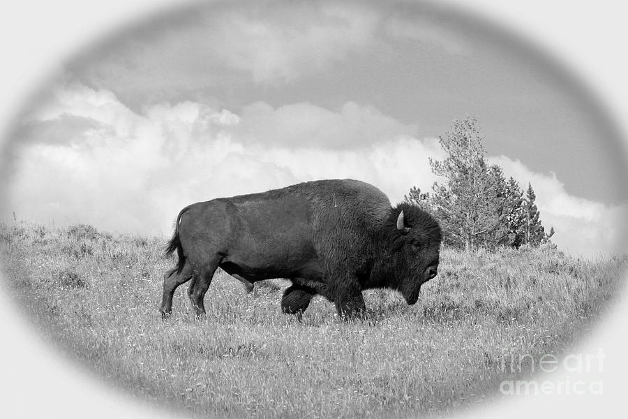 American Bison Photograph by Christiane Schulze Art And Photography