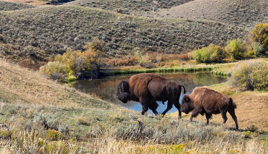 American Bison Couple at Home on the Range Photograph by Kathleen Bishop