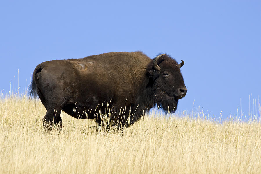 American Bison Cow Photograph by Craig K. Lorenz
