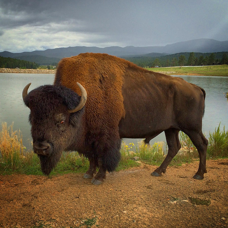 American Bison Photograph by Dan Miller