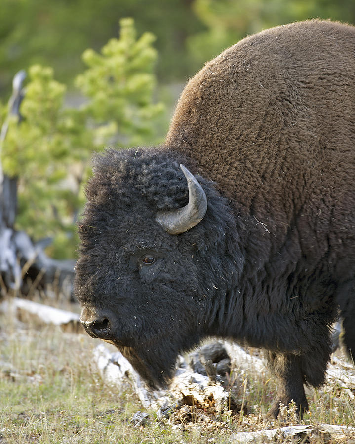 American Bison Photograph by Gary Langley