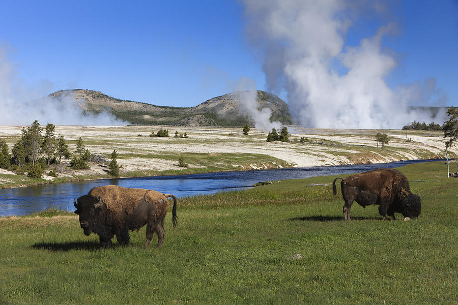 American Bison Grazing Along Firehole Photograph by Duncan Usher