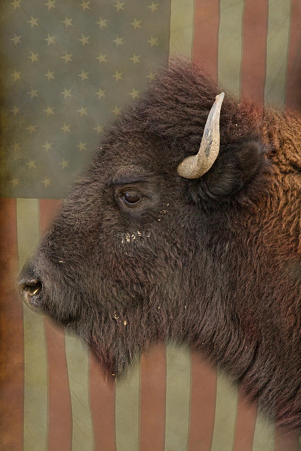 American Bison Headshot Profile Photograph by James BO Insogna