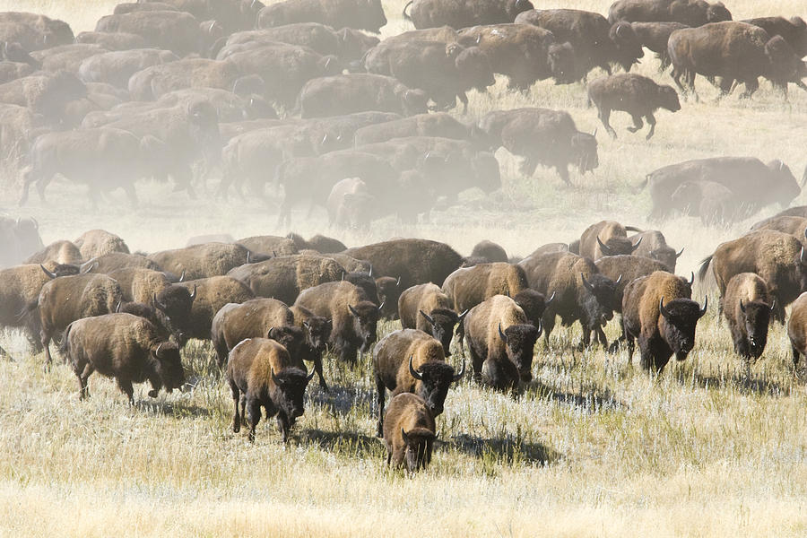 American Bison Herd Photograph by Craig K. Lorenz