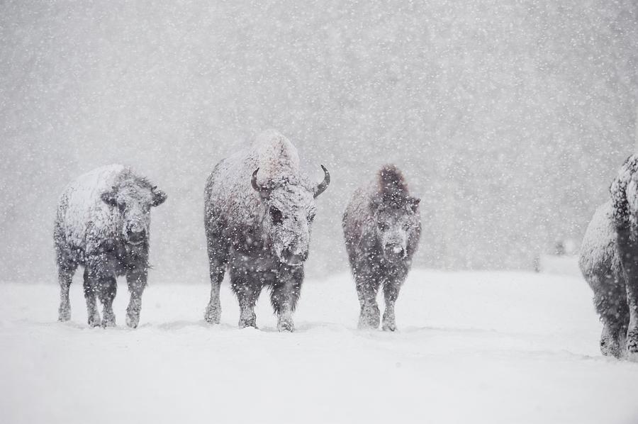 American Bison Herd Photograph by Dr P. Marazzi/science Photo Library ...