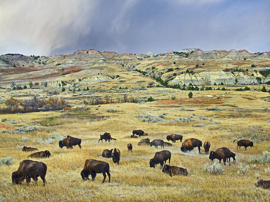 American  Bison Herd Grazing Photograph by Tim Fitzharris