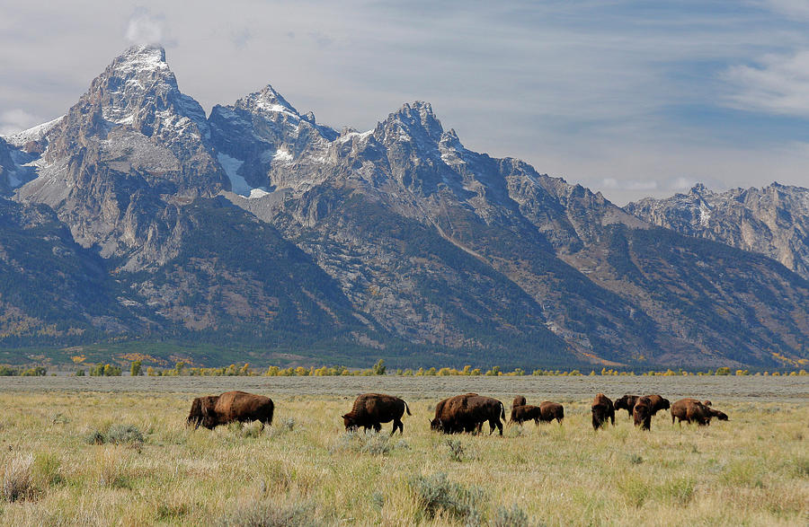 American Bison Herd Photograph by Martin Withers