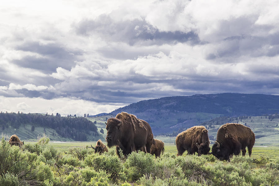 American bison in Lamar Valley, Yellowstone National Park, Wyoming, USA Photograph by Jouko van der Kruijssen