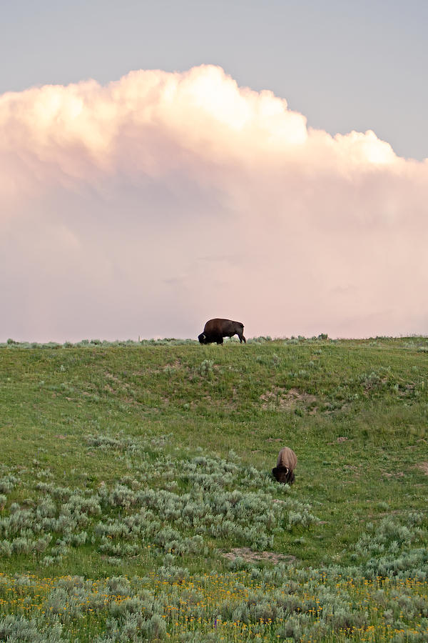 American Bison in Yellowstone Photograph by Natural Focal Point Photography