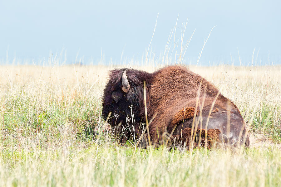 American Bison Photograph by Jayme Spoolstra