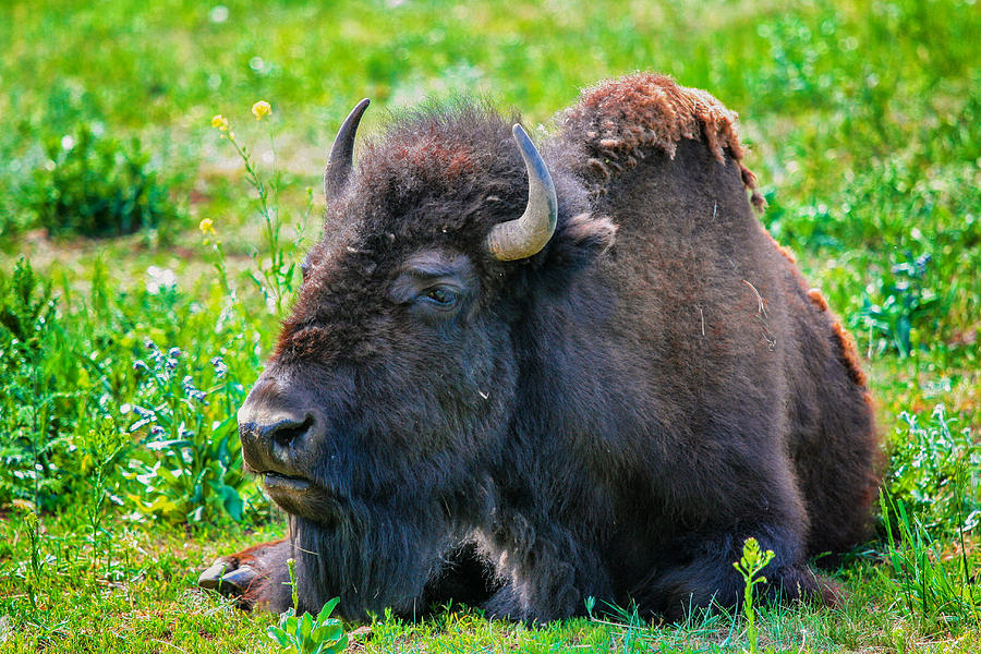 Yellowstone National Park Photograph - American Bison  by Juli Ellen