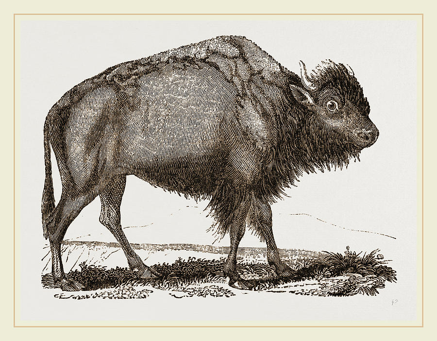 American Bison Drawing by Litz Collection Fine Art America