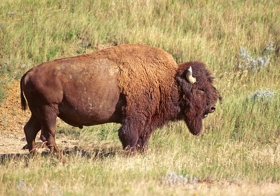 American Bison Photograph