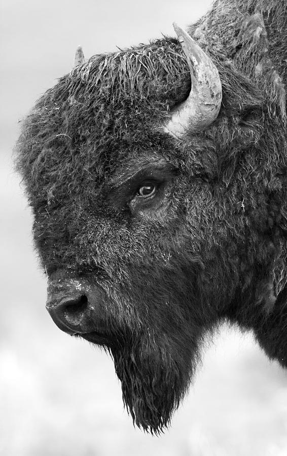 American Bison Photograph by Max Waugh