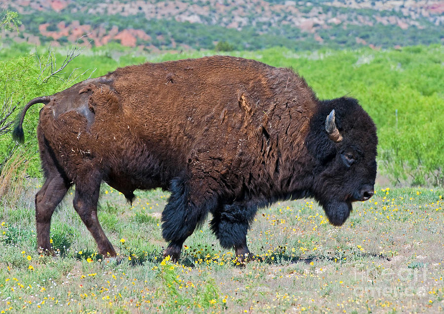 Nature Photograph - American Bison by Millard H. Sharp