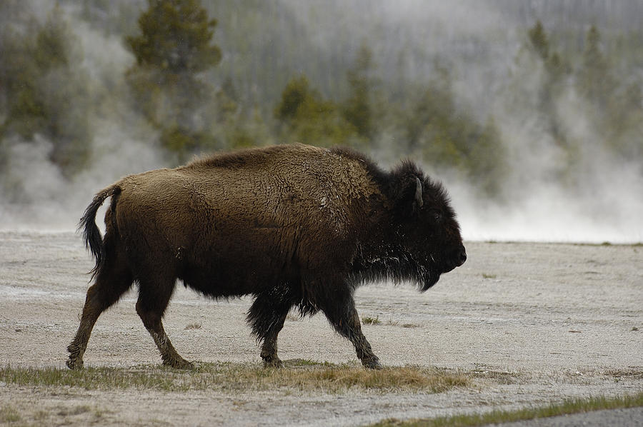American Bison Near Hot Springs Photograph by Pete Oxford