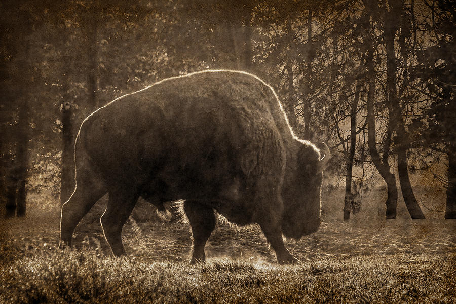 American Bison Photograph by Nikolyn McDonald