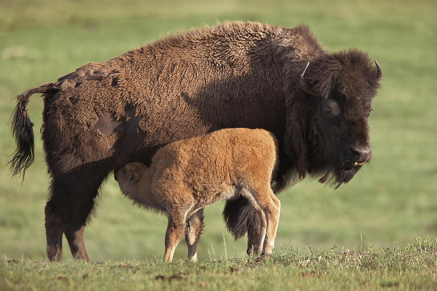 American Bison Nursing Calf Photograph by Tim Fitzharris