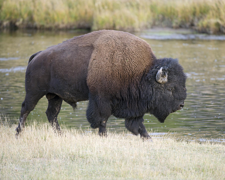 American Bison on the Madison River Photograph by Gary Langley