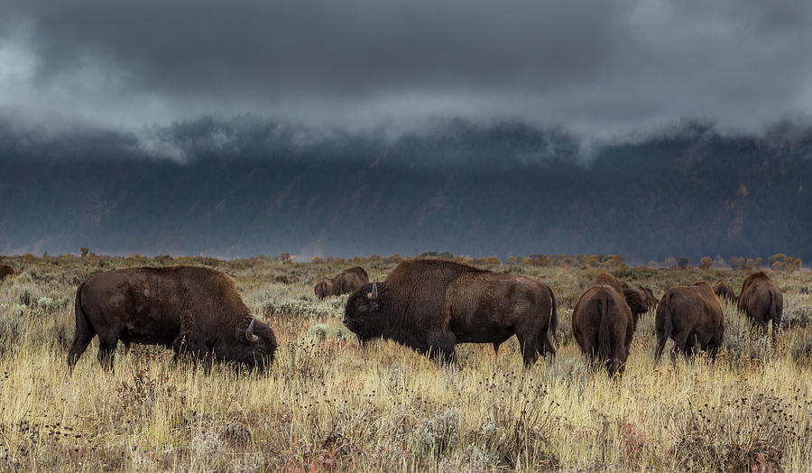 American Bison on the Prairie Photograph by Kathleen Bishop