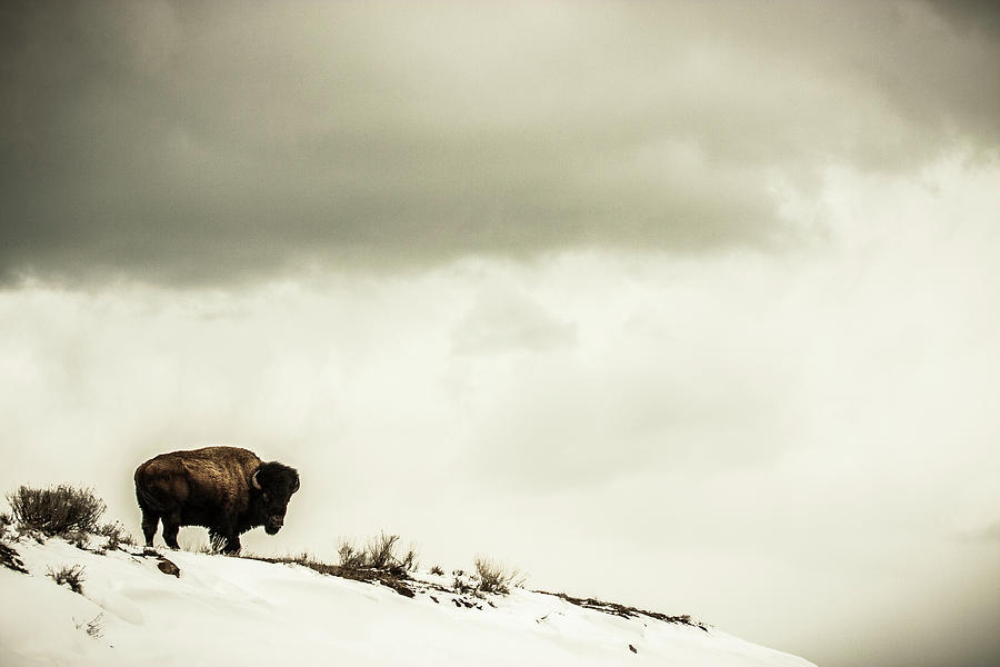 Yellowstone National Park Photograph - American Bison On The Top Of A Snowy by Tim Martin