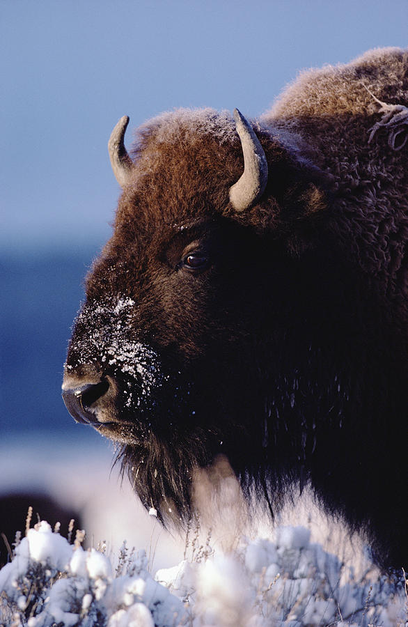 American Bison Portrait In Snow Photograph by Tim Fitzharris