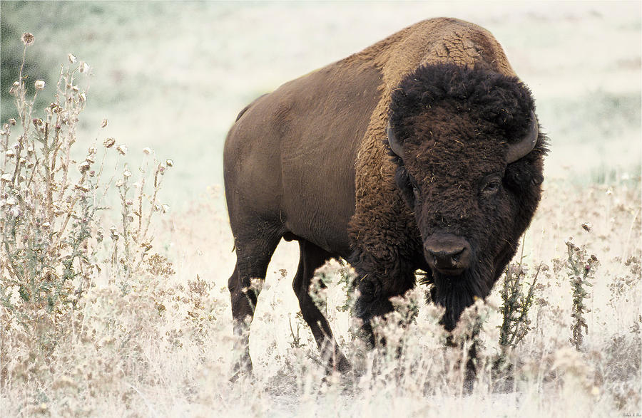 American Bison Digital Art by Robert Rice