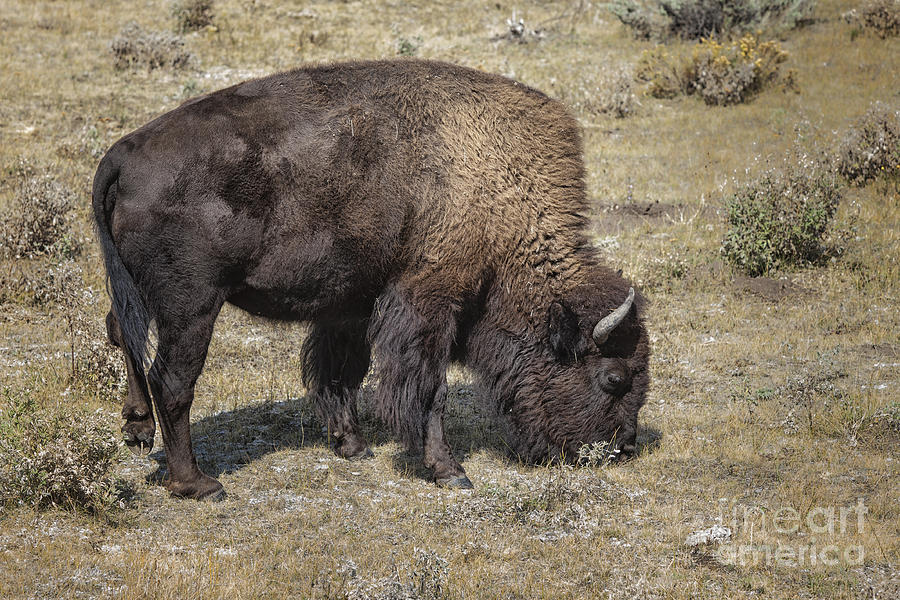 American Bison  Photograph by Ronald Lutz