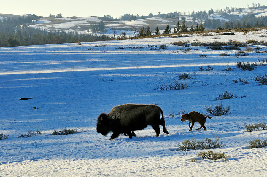 American Bison Photograph by Thomas And Pat Leeson