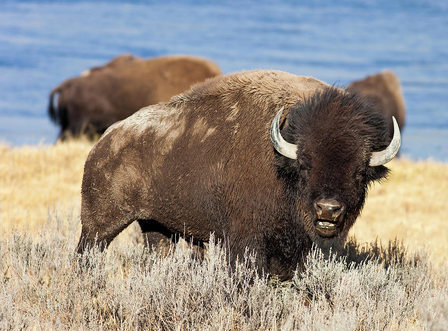 American Bison Photograph by Traveler1116