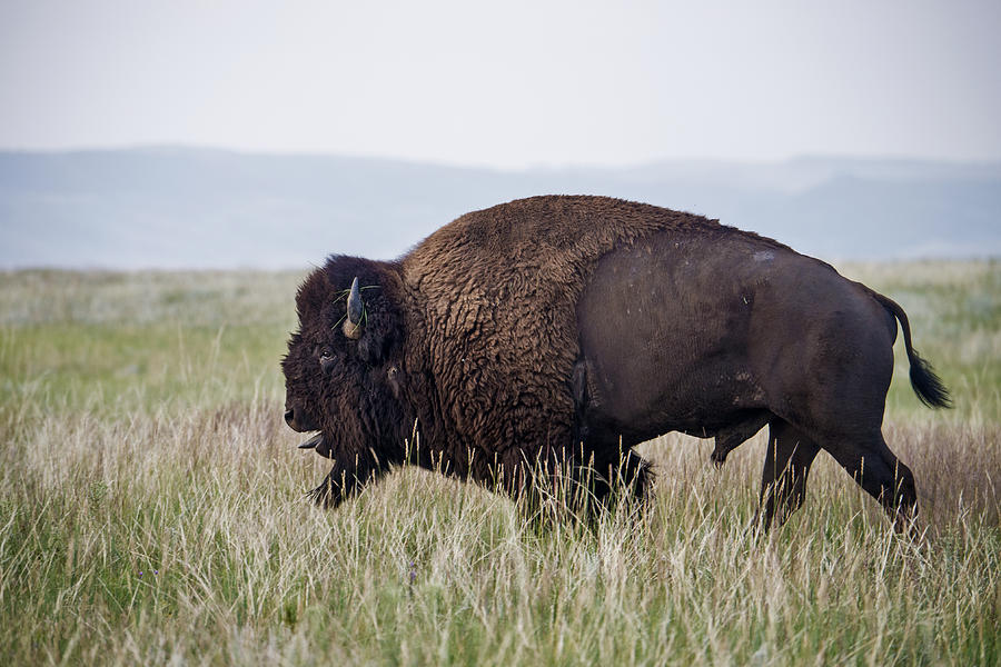 American Bison Wind Cave South Dakota Photograph by Mark Newman