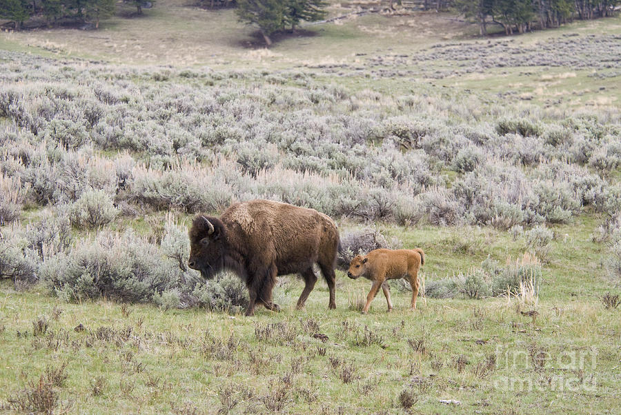 American Bison With Calf Photograph by William H. Mullins