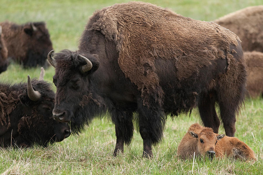 American Bison With Calf, Yellowstone Photograph by Greg Ochocki