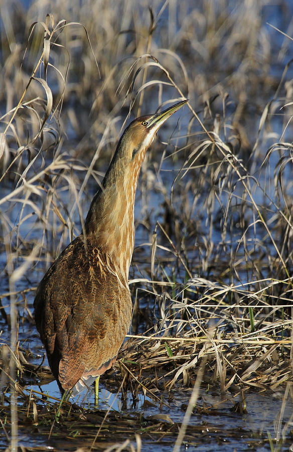 American Bittern Photograph by Angie Vogel