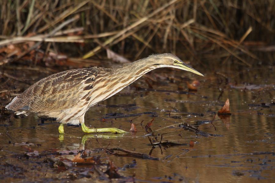 American Photograph - American Bittern by Brian Magnier American Photograph - American Bittern by Brian Magnier