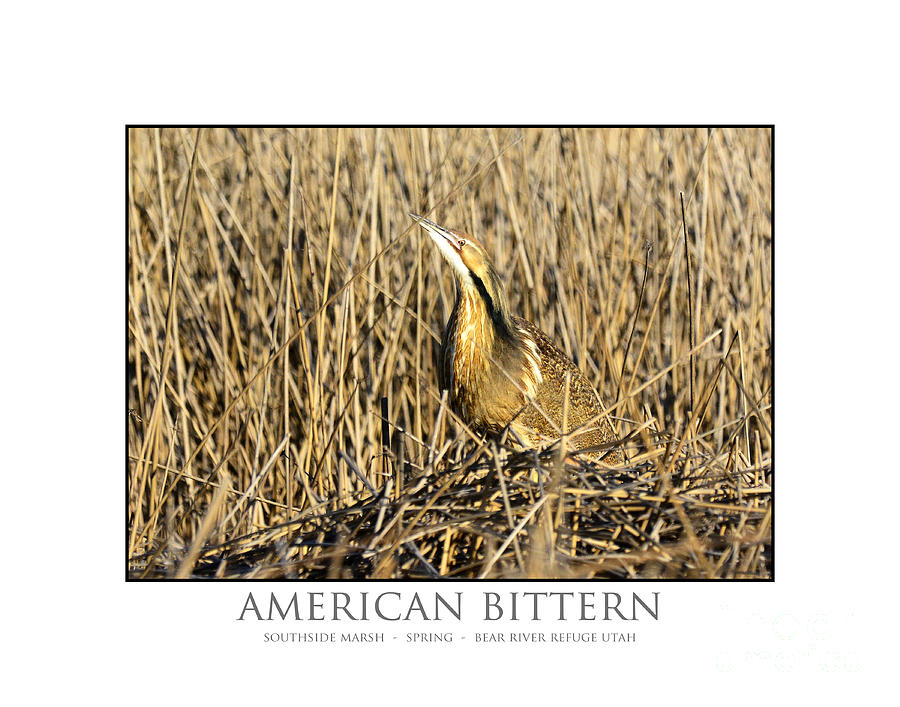 American Bittern Photograph by Dennis Hammer