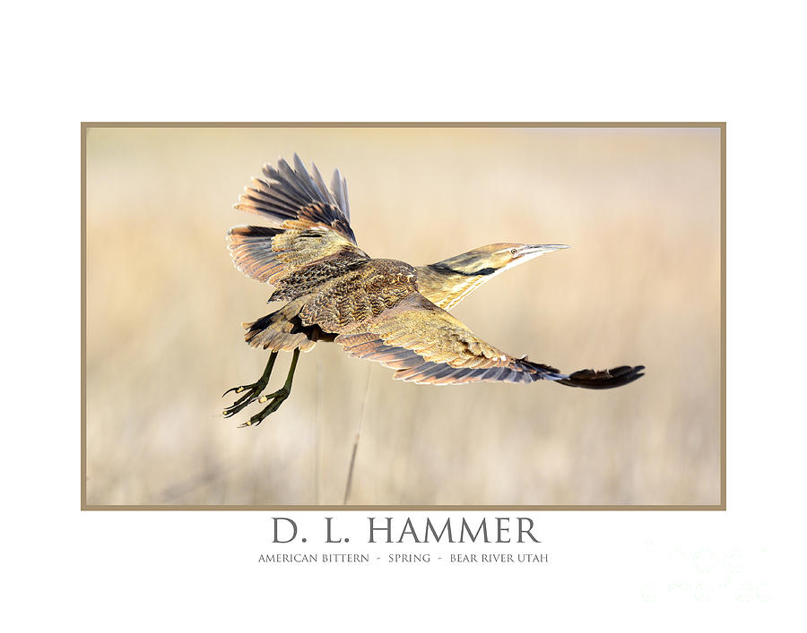 Nature Photograph - American Bittern in Flight by Dennis Hammer