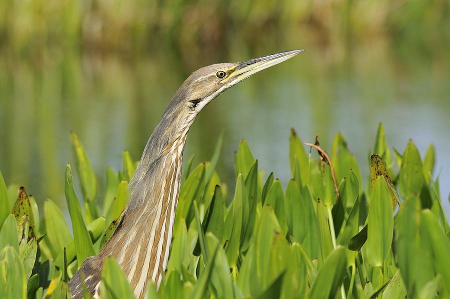 American Bittern Looking Out Photograph by Bradford Martin