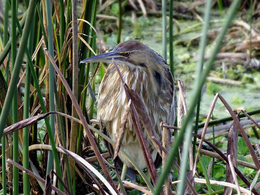 American Bittern Photograph by Peggy King