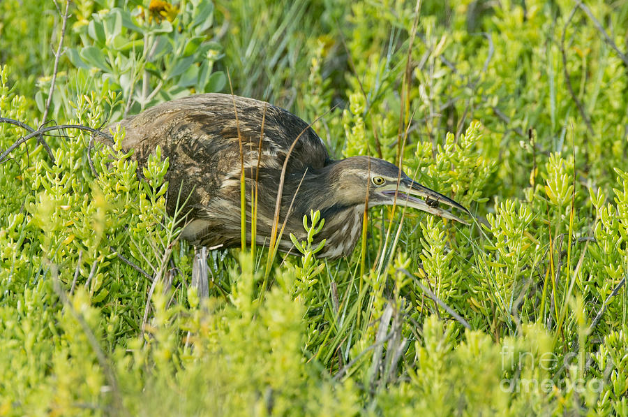 American Bittern With Crab Photograph by Anthony Mercieca