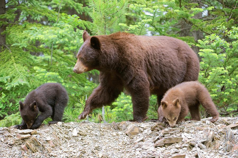 American Black Bear And Cubs Photograph by Dr P. Marazzi