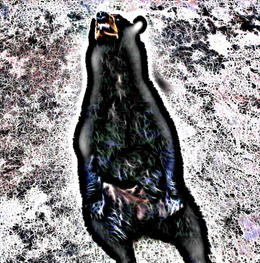American Black Bear Digital Art