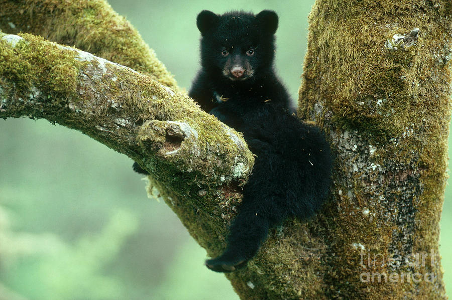 American Black Bear Photograph by Art Wolfe