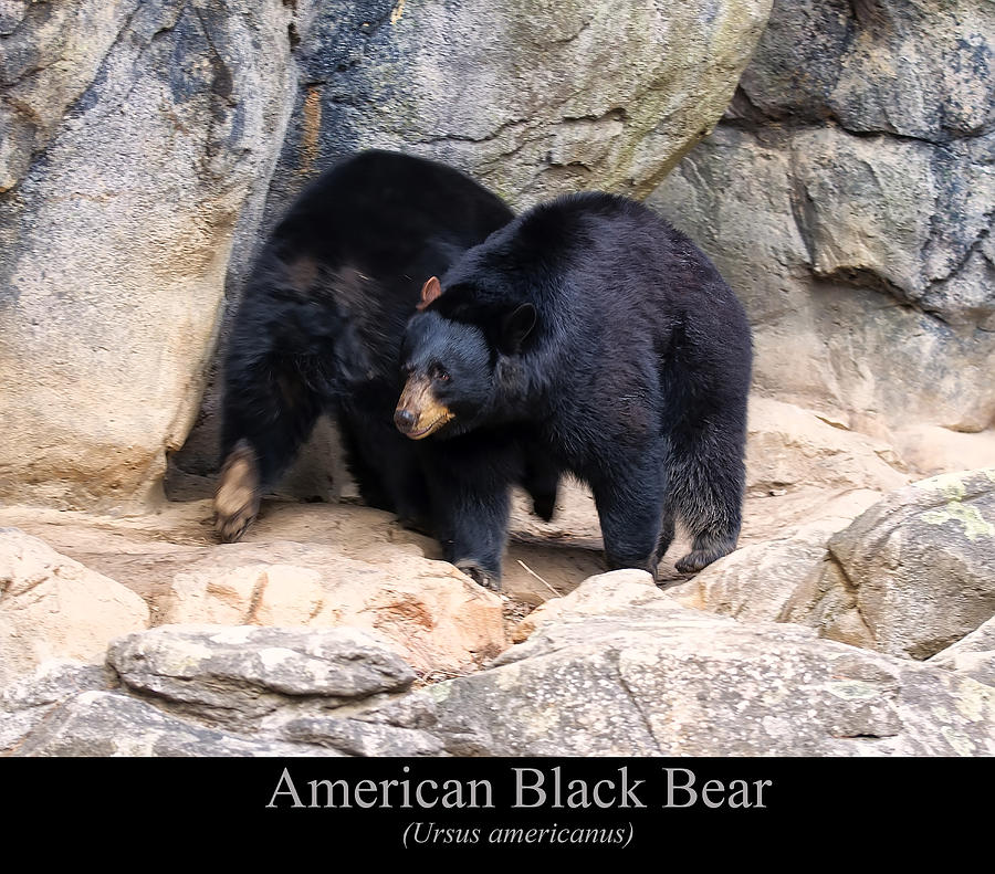 American Black Bear  Digital Art by Flees Photos