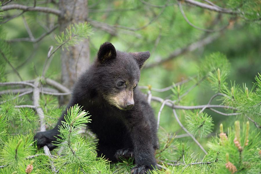 American Black Bear Cub Photograph by Dr P. Marazzi - Fine Art America