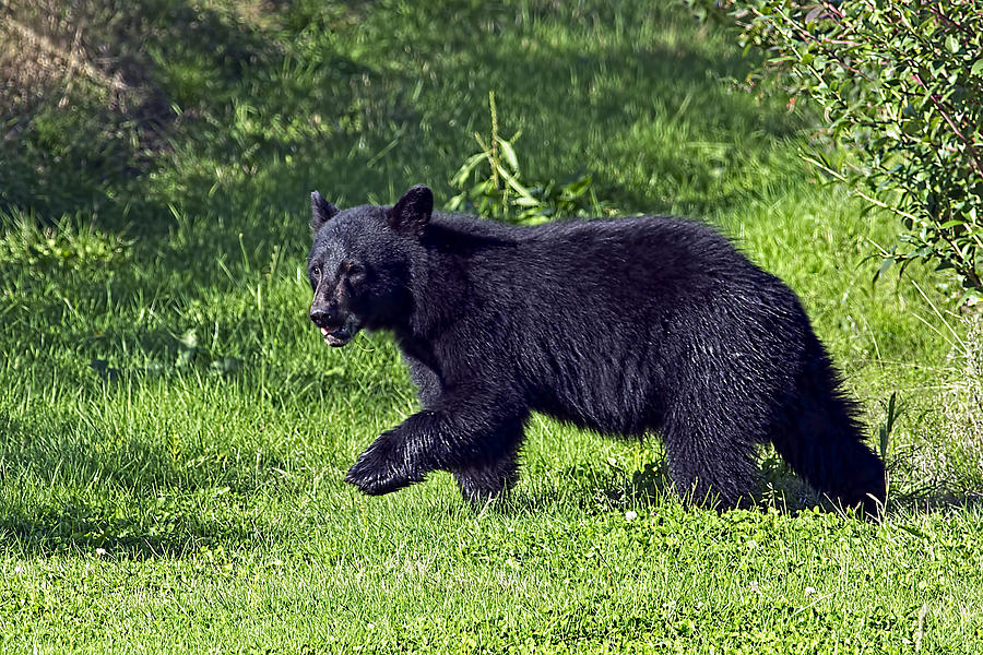 Black Bear Cub in the Blueberry Fields Photograph by Sharon Talson