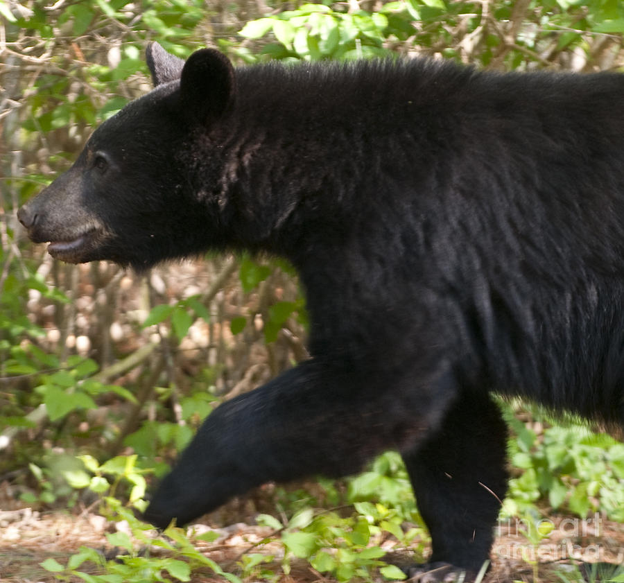 American Black Bear in North Carolina Photograph by David Oppenheimer