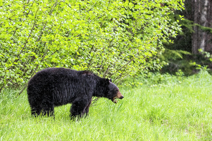 Nature Photograph - American Black Bear Ursus Americanus by Ben Girardi