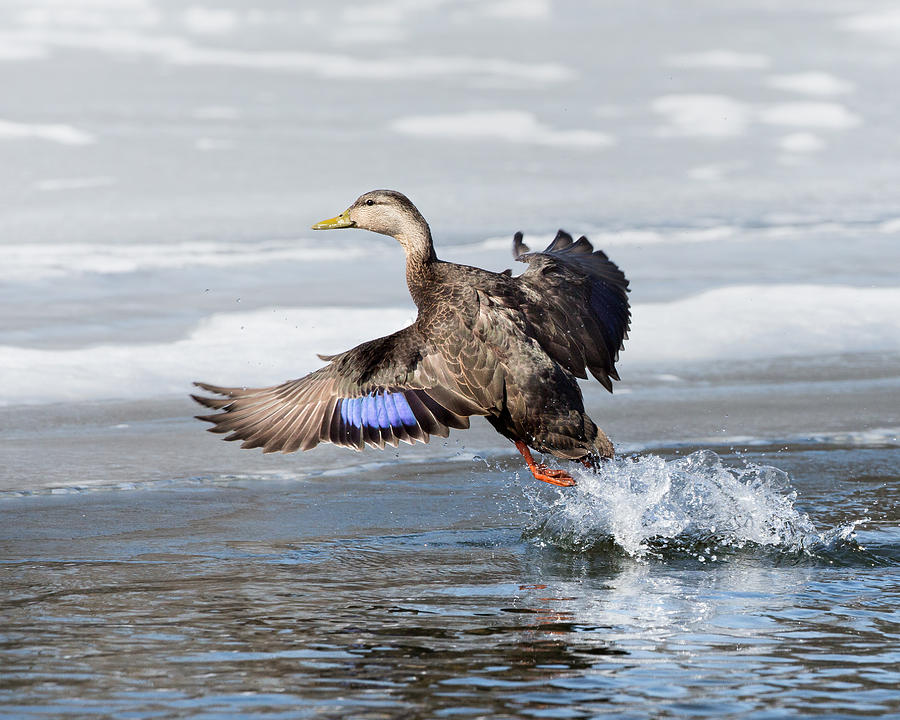 American Black Duck Photograph by Bill Wakeley
