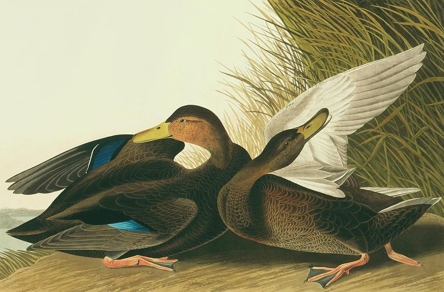 American Black Duck Photograph by Natural History Museum, London/science Photo Library